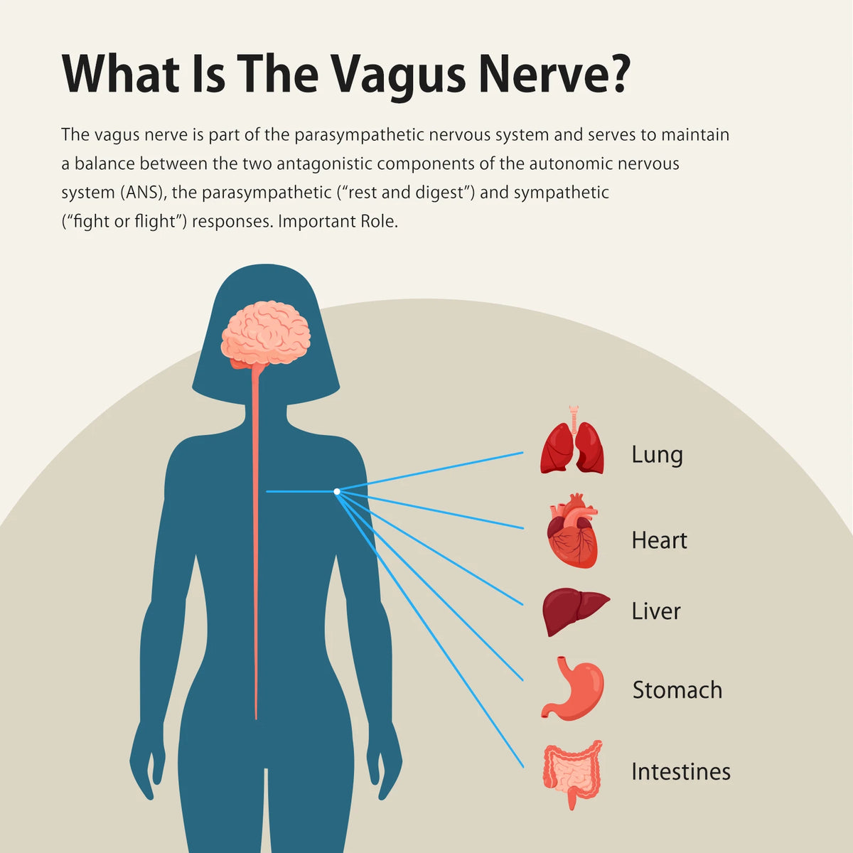 Zenowell Vagus Nerve Stimulation Device For Deep Sleep